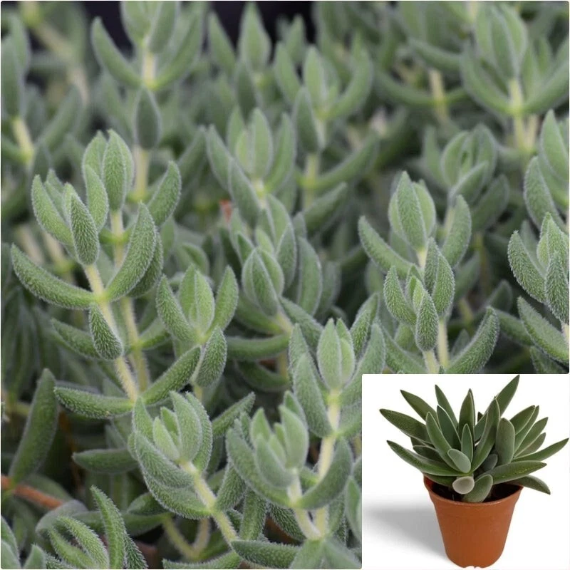 Crassula mesembryanthoides Cuttings (15) Moon Glow | Pig Ear Crassula - Unrooted Cuttings for Propagation