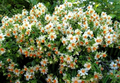 Pereskia aculeata Seeds (Barbados Gooseberry) - 10 Leafy Climbing Cactus Seeds