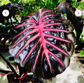 Black Lava Colocasia esculenta - Rooted Small Elephant Ear Starter Plant