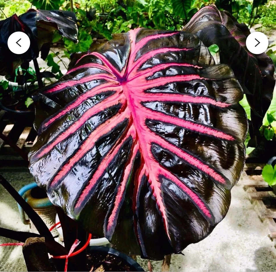 Black Lava Colocasia esculenta - Rooted Small Elephant Ear Starter Plant