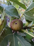 Olympian Fig Cuttings - 10 Fresh Ficus carica Scions for Rooting or Grafting