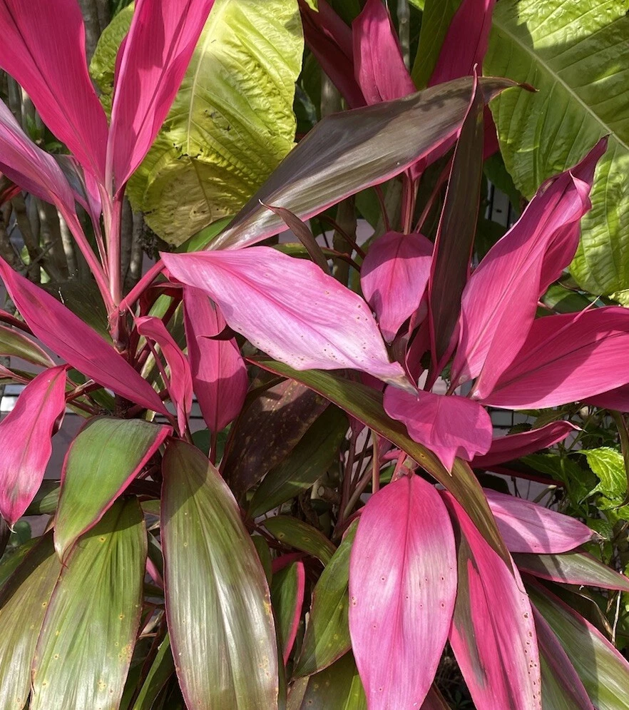 Hawaiian Ti Plant Cuttings (Cordyline fruticosa) – 4 Unrooted 5–7