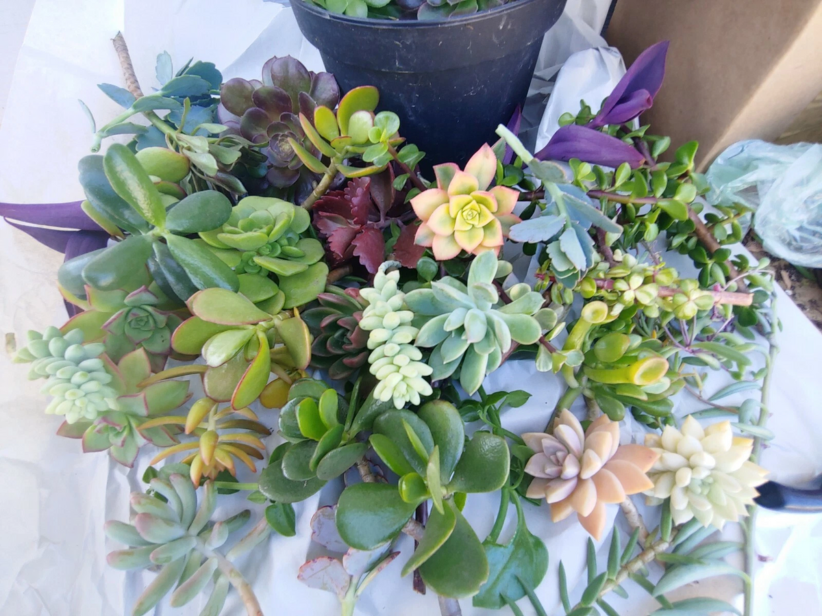 Mixed Succulent Cuttings (11) 4–6 in | Unrooted Starter Plants
