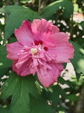 Rose of Sharon Freedom Cuttings - Hibiscus syriacus Double Pink Unrooted 6–10"