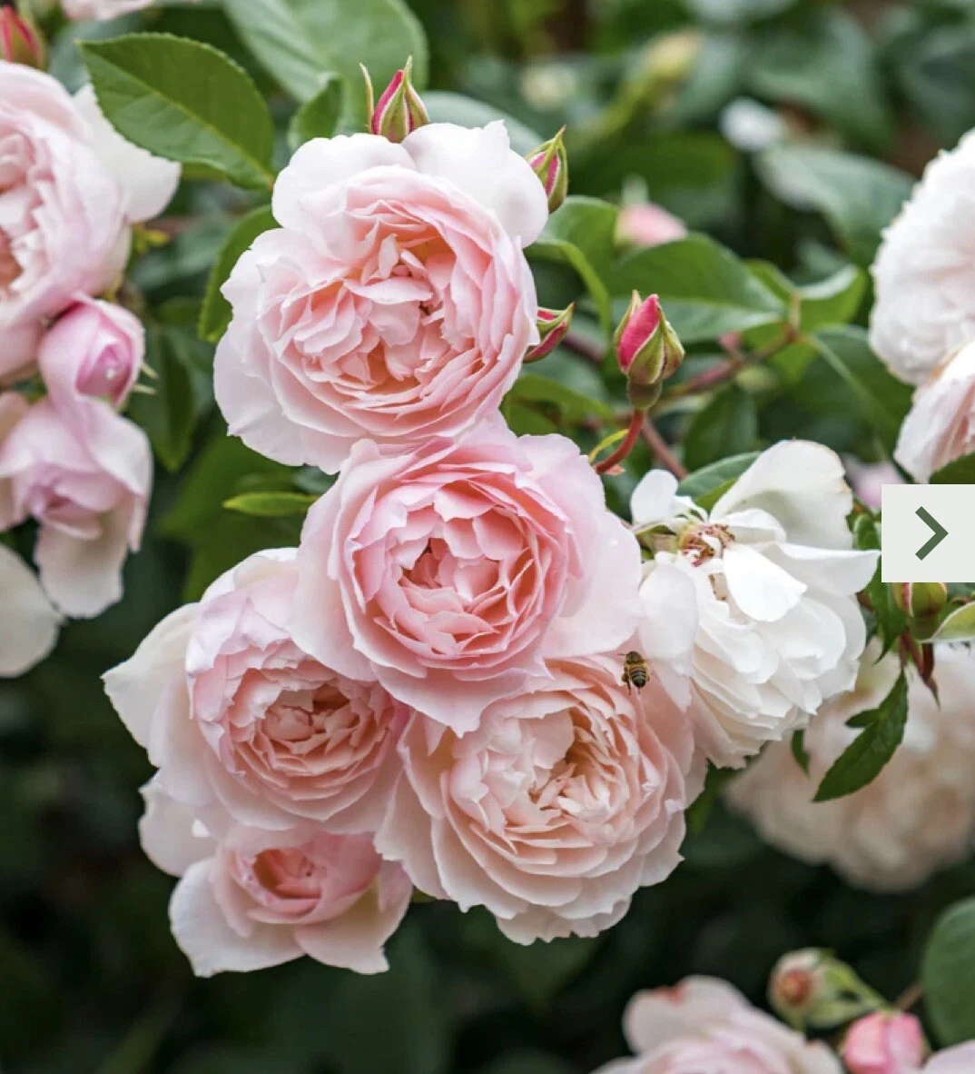 Pink Climbing Rose Cutting – 5–8" Unrooted Stem for Propagation