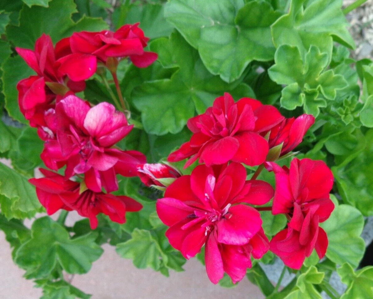 Rose Red Ivy Geranium Cuttings (Pelargonium peltatum) - 3x 6-Inch Trailing Ivy Geranium Cuttings