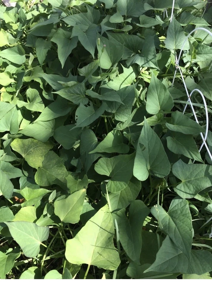 Okinawa Purple Sweet Potato Slips (Ipomoea batatas) - 10 Fresh Organic Cuttings