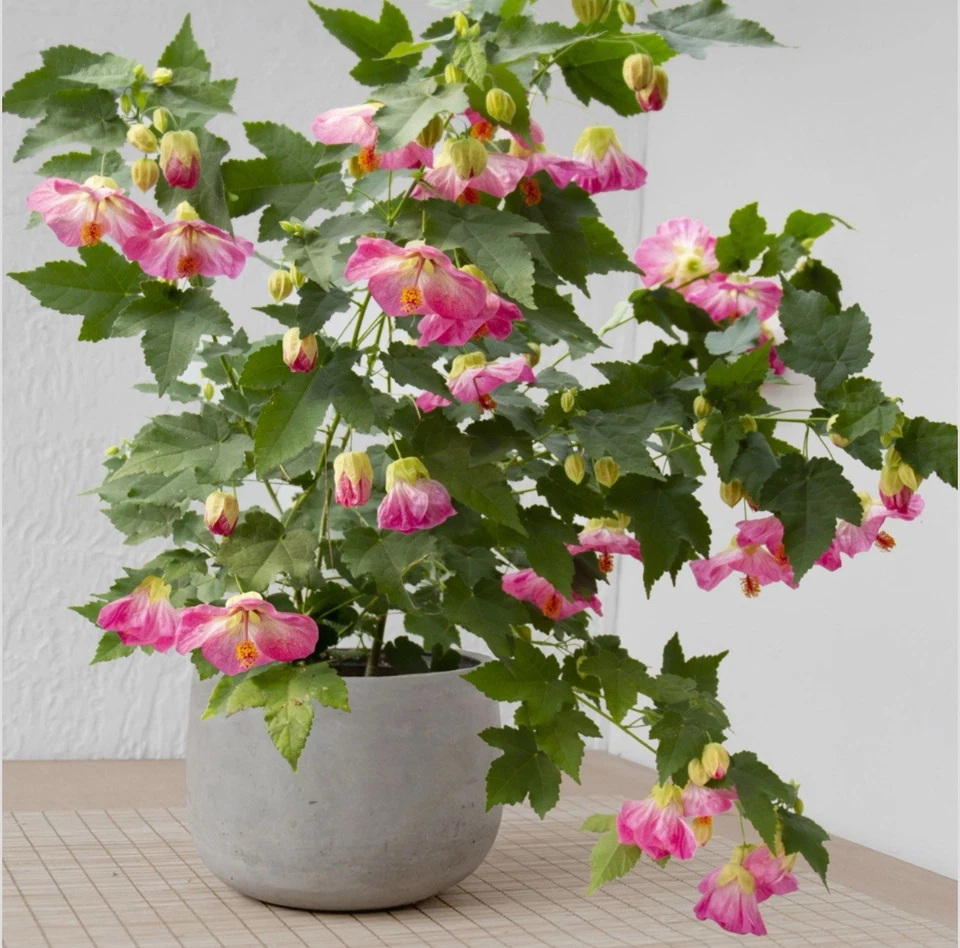 Pink Abutilon Flowering Maple - Live Small Rooted Starter Plant