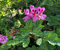 Lavender Pink Pepper Scented Geranium Cuttings - 4 Unrooted Pelargonium Stems, 6"