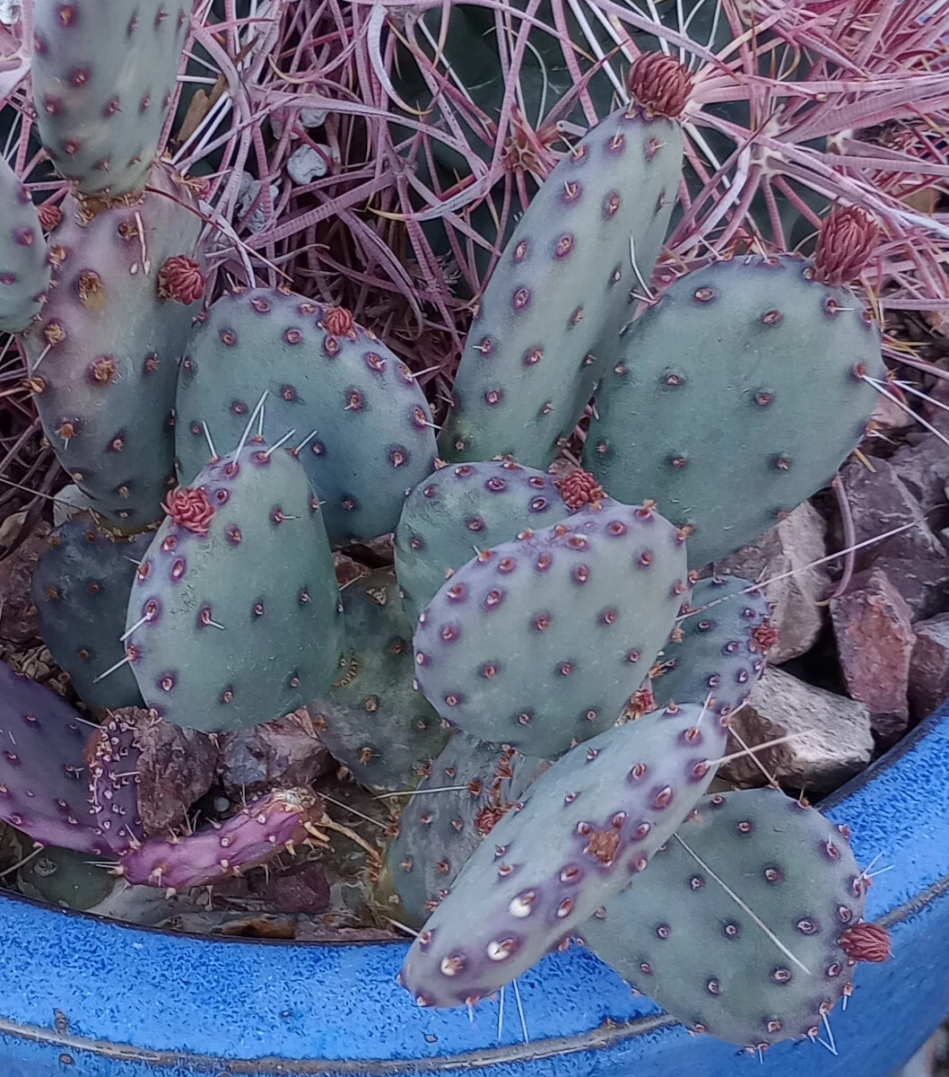 Opuntia gosseliniana 'Santa Rita' Purple Prickly Pear Pad Cutting – Unrooted Live Pad
