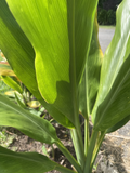 Green Ti Leaf Cuttings (Cordyline fruticosa) – 12 Organic Manoa Log Cuttings 6–7"