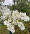 White Lilac Bare Root Bushes — Jumbo Size (5 Pack) Syringa vulgaris
