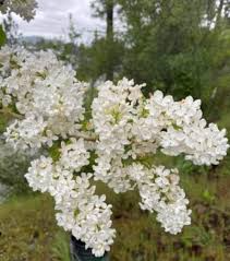 White Lilac Bare Root Bushes — Jumbo Size (5 Pack) Syringa vulgaris