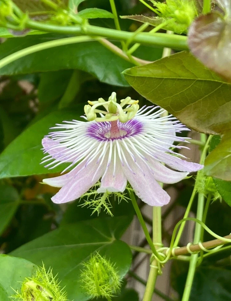 Passiflora Vine Cuttings - 50 Fresh 7" Unrooted Cuttings for Propagation