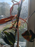 Variegated Philodendron Micans Velvet Halo Cutting – 2-Node Unrooted Stem