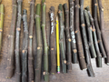 Nordland Fig Cutting - 6-10" Hardwood Unrooted Cutting for Rooting