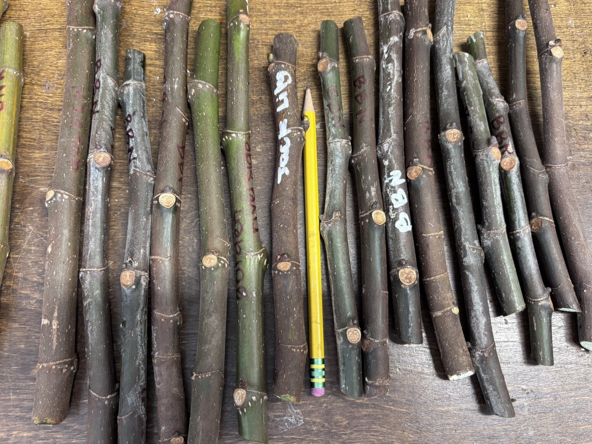 Nordland Fig Cutting - 6-10" Hardwood Unrooted Cutting for Rooting