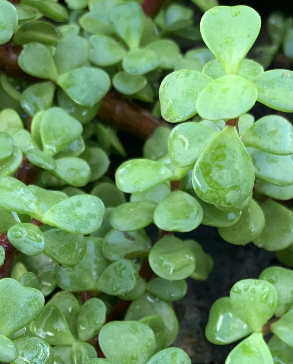 Jade Plant Cuttings (Crassula ovata) 5-Pack - 4" Unrooted Cuttings for Propagation