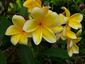 Yellow Plumeria Frangipani Cuttings – 6–12