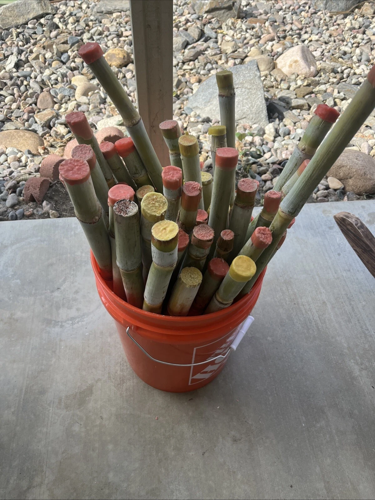 Sugarcane Cuttings Saccharum officinarum - 3 Fresh 2025 Planting Stalks