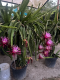 Connie Mayer Dragon Fruit Cuttings – 5–7" Mature Hylocereus Hybrid, Pink Fruit, Freshly Cut