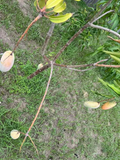 Mahachanok Mango Unrooted Cutting | Mangifera indica Thai Variety for Grafting or Rooting