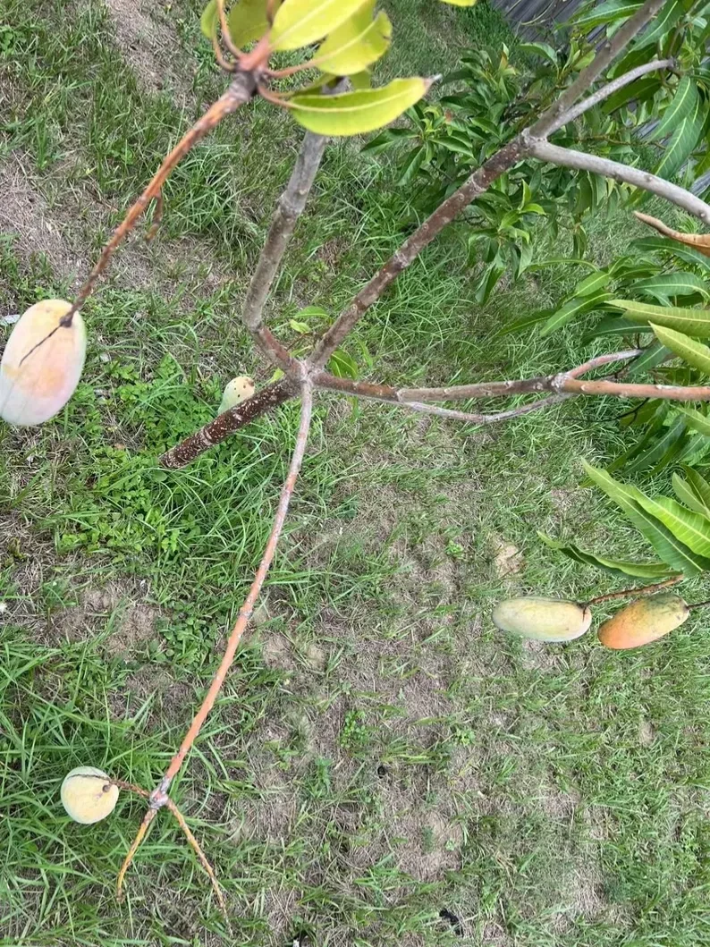 Mahachanok Mango Unrooted Cutting | Mangifera indica Thai Variety for Grafting or Rooting
