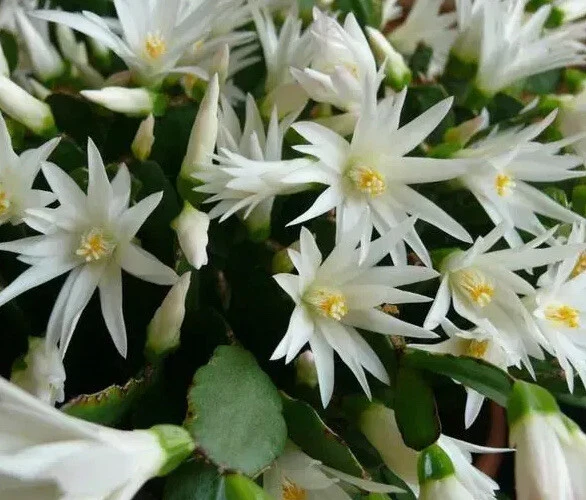 White Easter Cactus Rooted Plant (Rhipsalidopsis / Hatiora) Spring Sunrise – Indoor Blooming Cactus