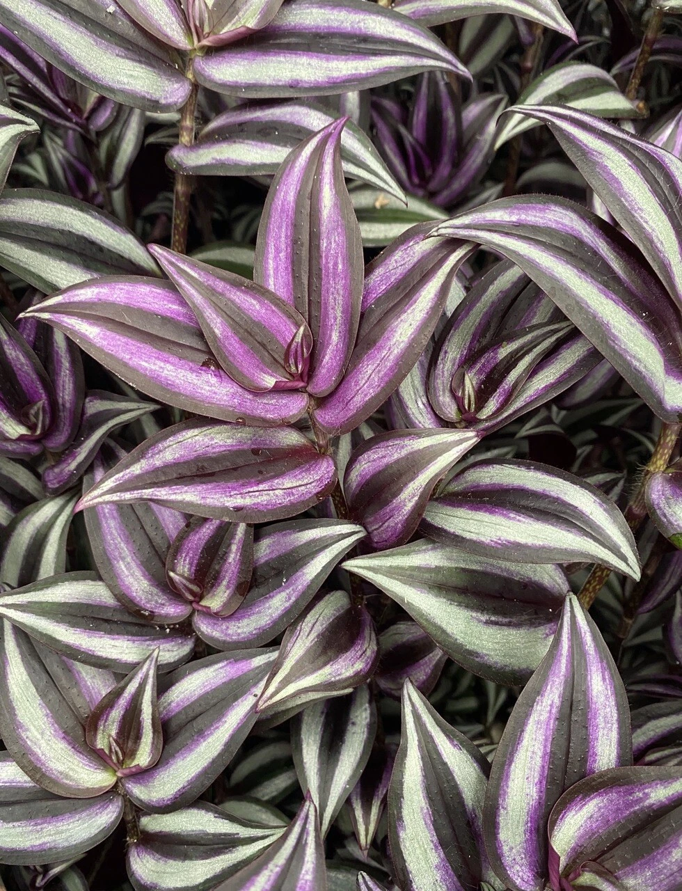 Tradescantia Zebrina Cuttings - 5 Organic Wandering Jew Stems for Indoor or Hanging Pots