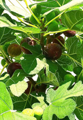 Hardy Chicago Fig Tree Cuttings - 3 Unrooted Ficus carica Hardwood Cuttings