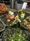 Utricularia bisquamata White Form - 1" Potted Plug Carnivorous Plant