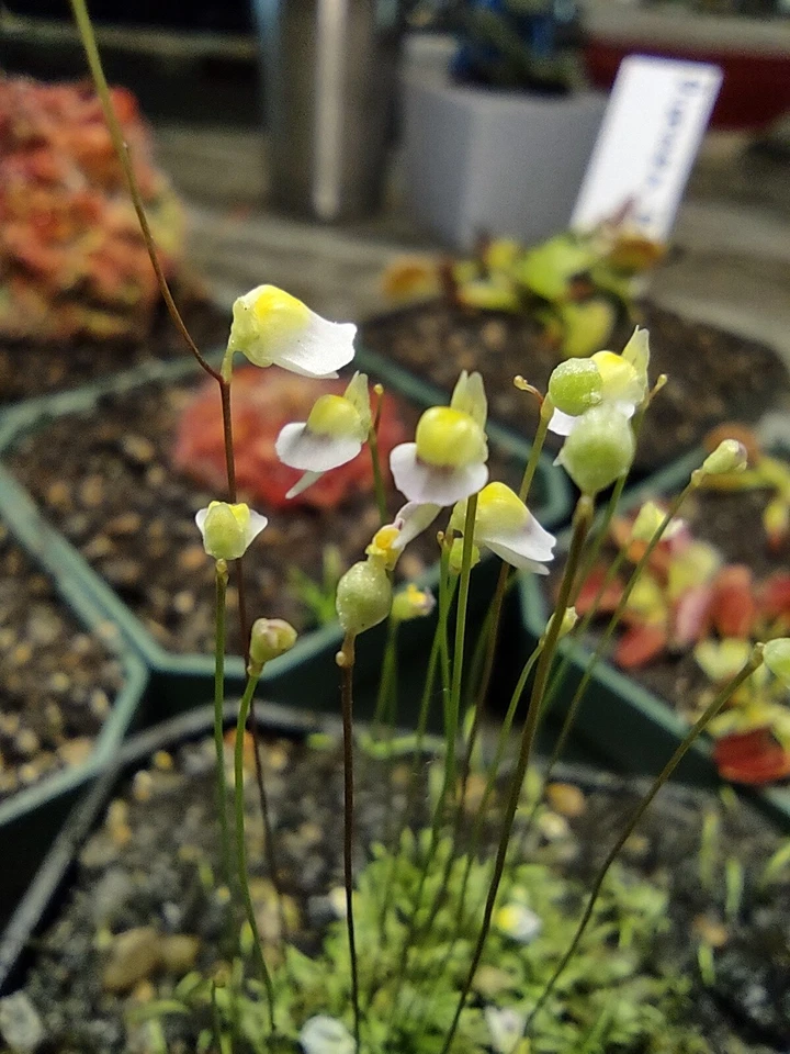 Utricularia bisquamata White Form - 1" Potted Plug Carnivorous Plant