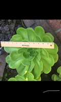 Aeonium arboreum Rosette Cutting (Large 6–12 in) - Unrooted Stem Cutting, Green Succulent