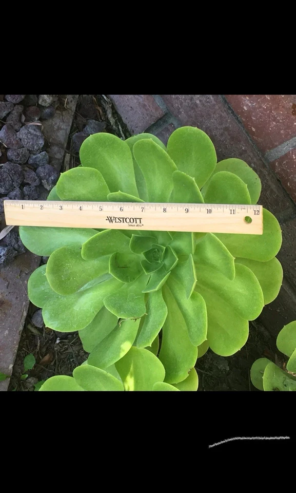 Aeonium arboreum Rosette Cutting (Large 6–12 in) - Unrooted Stem Cutting, Green Succulent