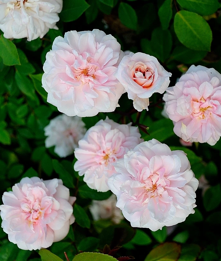Cecile Brunner Antique Rose Cuttings – 8 Fresh Unrooted Stems for Rooting