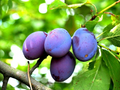 Damson Blue Plum Cuttings - 10 Unrooted Prunus domestica for Grafting or Propagation