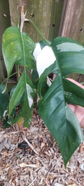 Epipremnum pinnatum Marble Variegated Cutting – Live Stem Cutting, Aroid Vine