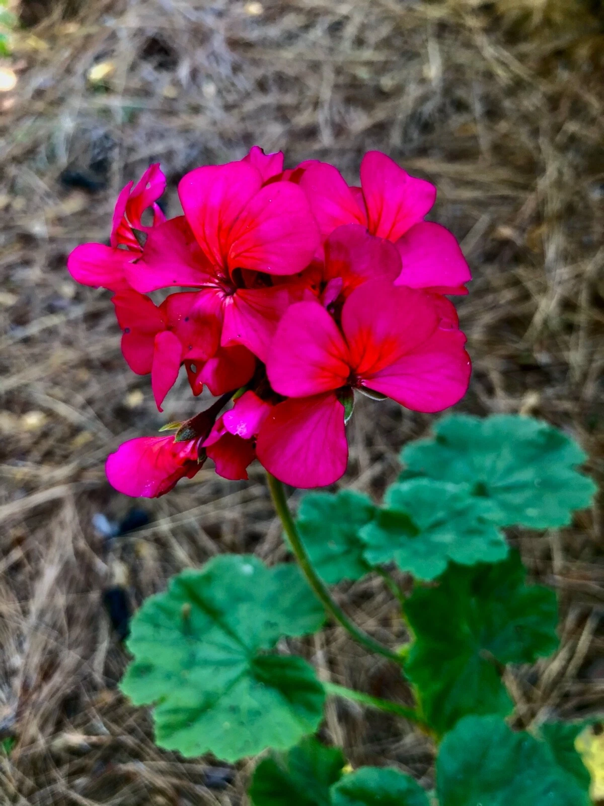 Hot Pink Orange Center Zonal Geranium Cutting – Pelargonium 6-Inch Live Plant