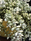 Variegated Cotyledon Pendens Cuttings - 3 Fresh 4-Inch Trailing Succulent (Cotyledon pendens variegata)