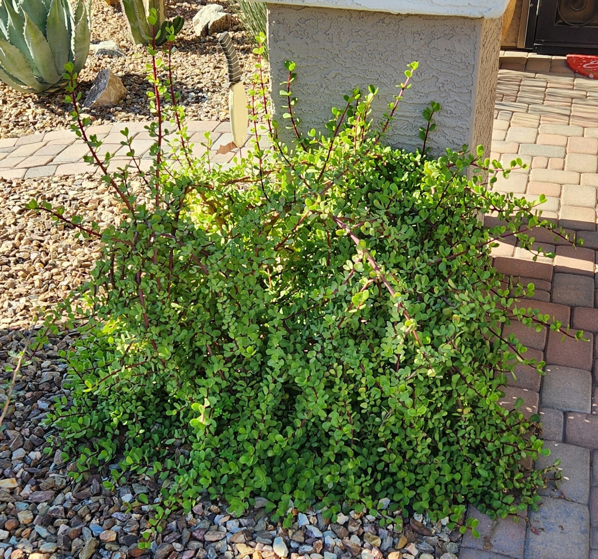 Portulacaria afra Mammoth Cuttings – 5 Unrooted Elephant Bush Stem Cuttings for Rooting
