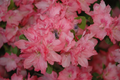 Hampton Beauty Azalea Starter Plant - Rhododendron (Deciduous) Pink Flowering Shrub