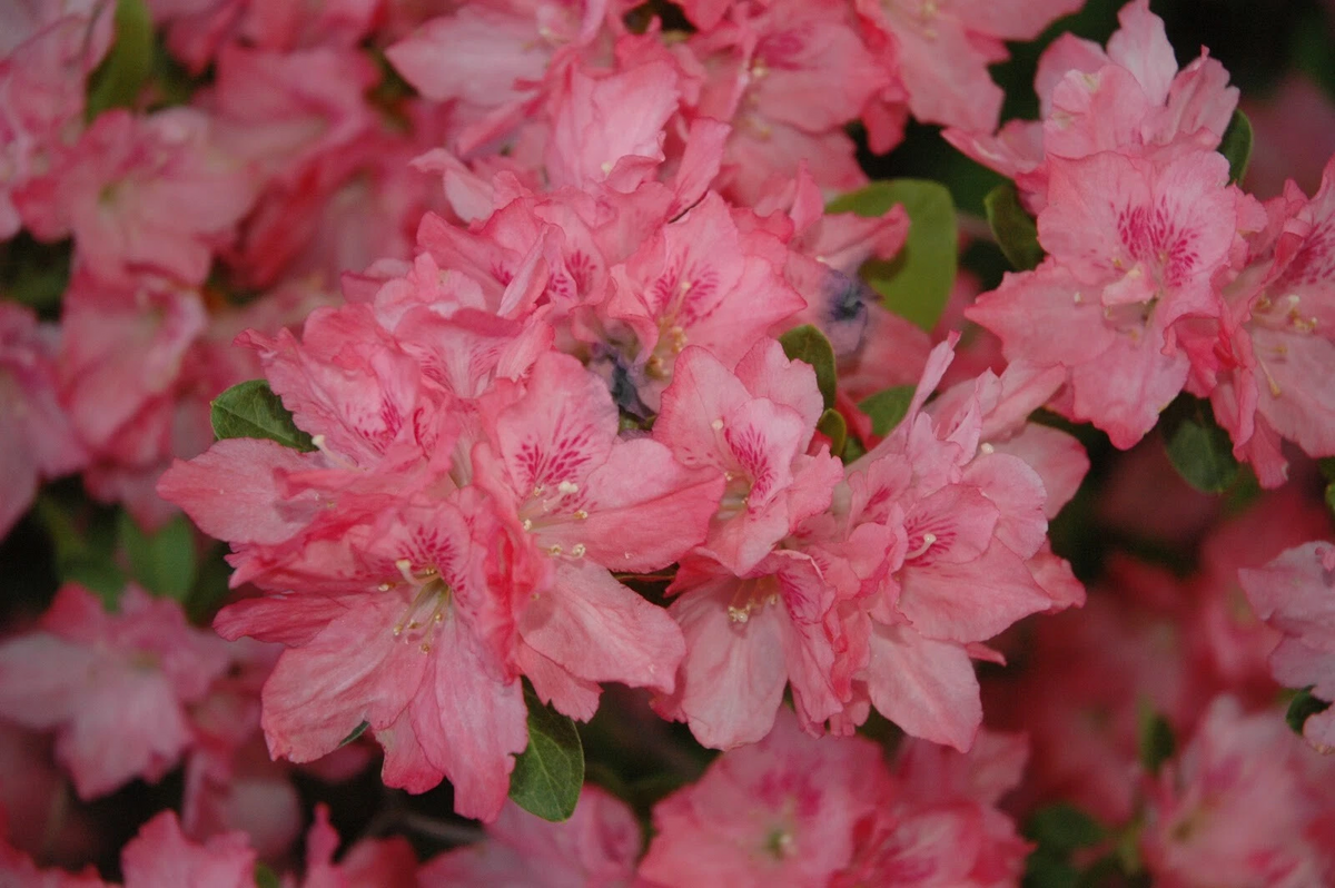 Hampton Beauty Azalea Starter Plant - Rhododendron (Deciduous) Pink Flowering Shrub