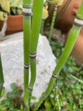 15 Horsetail Cuttings (Equisetum) - 12" Unrooted Reed-Like Cuttings for Ponds, Wet Gardens