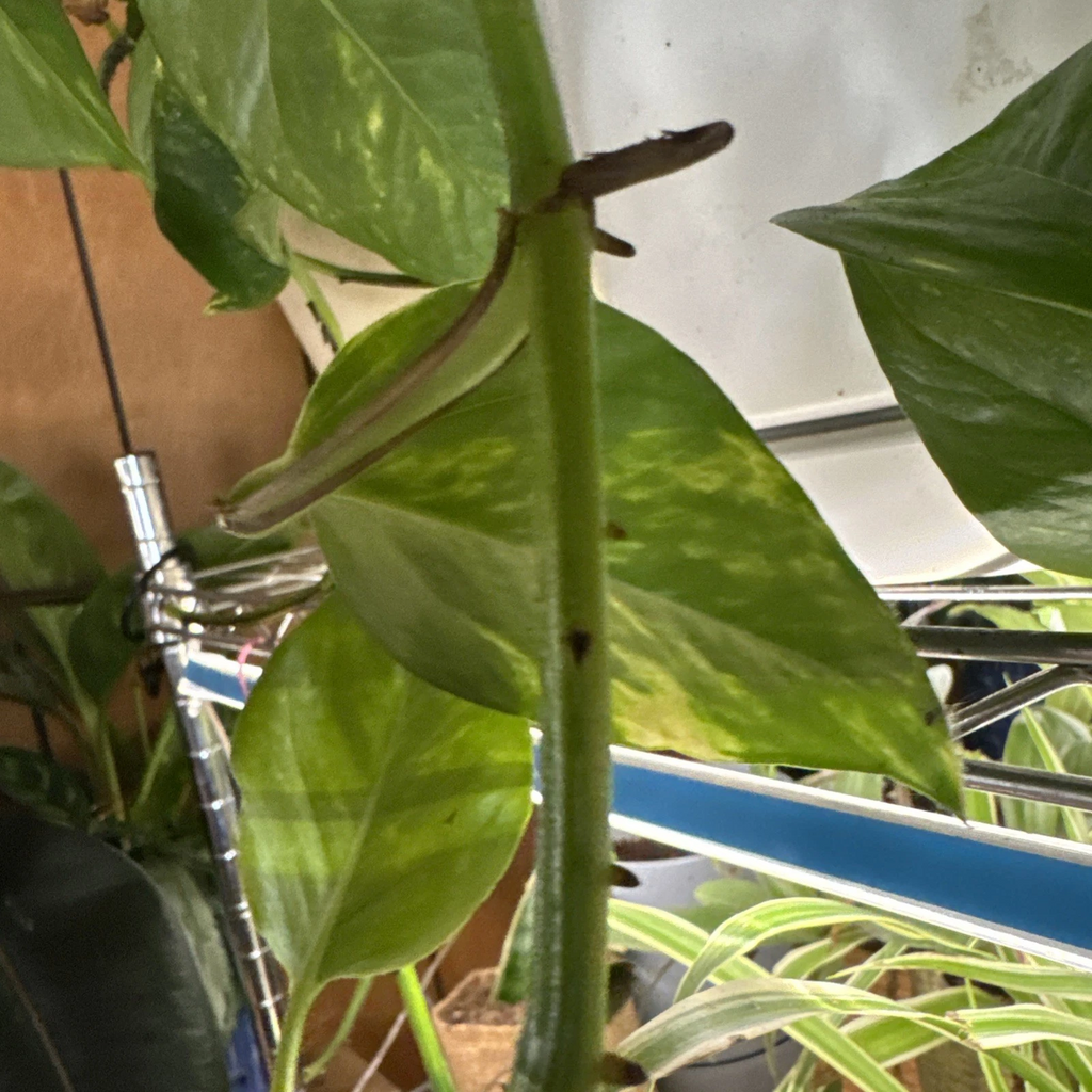 Golden Pothos Rooted Cutting - Epipremnum aureum Starter Plant