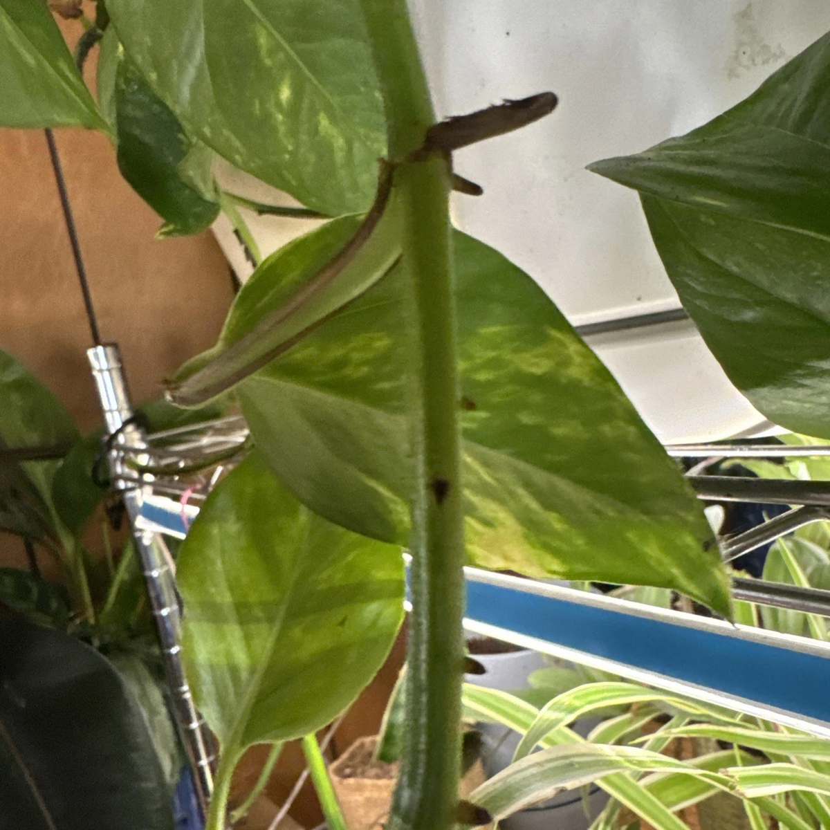 Golden Pothos Rooted Cutting - Epipremnum aureum Starter Plant