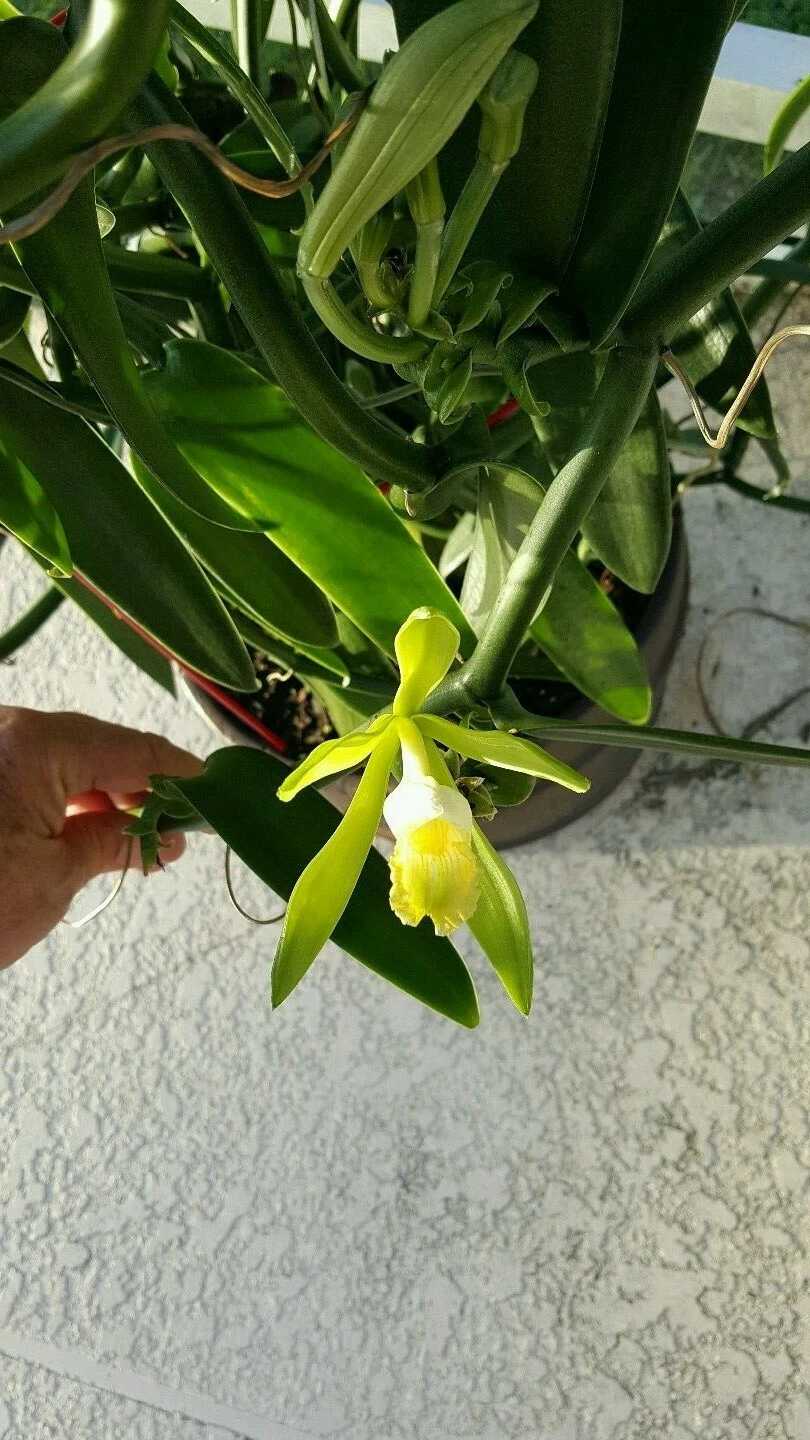 Vanilla Bean Orchid Cutting (Vanilla planifolia) - 12" Unrooted Climbing Orchid for Indoors