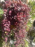Othonna capensis Ruby Necklace – 10 Fresh Unrooted Cuttings, Purple Bead-Stemmed Succulent