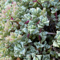Oscularia deltoides Cuttings – 10 Fresh 4–6 in Dew Plant Starts