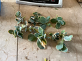 Kalanchoe fedtschenkoi Lavender Scallops – Live Succulent Cutting/Starter