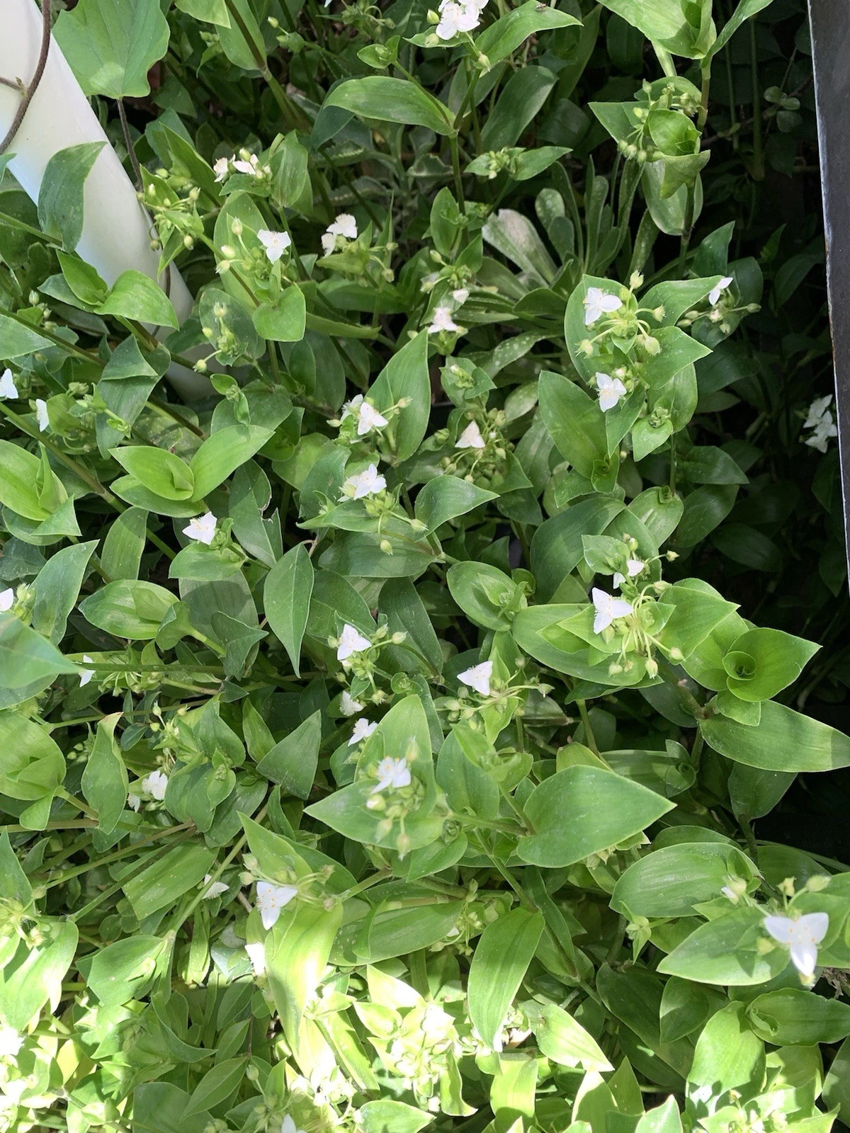 Tradescantia Green Cuttings - 100 Fresh Wandering Jew Stems for Propagation